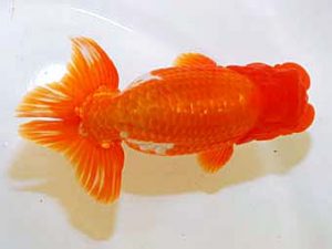 日蘭佐賀 西関脇　小林剛士　佐賀