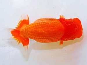 日蘭佐賀 東小結　湯浅貴樹　佐賀