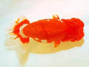 日蘭佐賀 西小結　橋岡信行　大分らんちう会