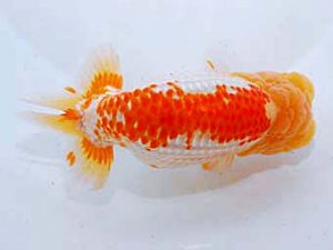 日蘭佐賀　西大関　東　秀明　佐賀