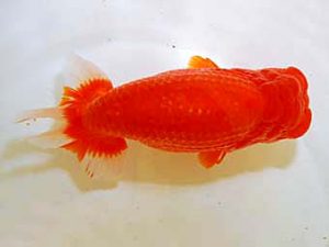 日蘭佐賀　立行司　東　昴平　佐賀