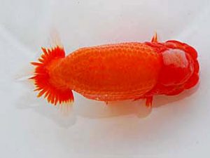 日蘭佐賀　東取締　宮副弘行　佐賀