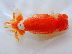 日蘭佐賀　西取締　小林剛士　佐賀