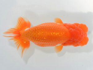 埼玉らんちう会　研究会　東大関　水澤文彦