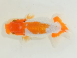 埼玉らんちう会 研究会 勧進元一　田巻洋一郎