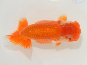 観魚会　研究会　勧進元二　宮本好史