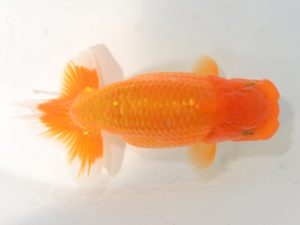 埼玉らんちう会　研究会　西大関　山中静郎