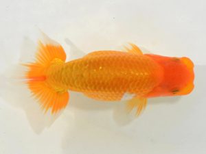 埼玉らんちう会　研究会　取締一　直井重男