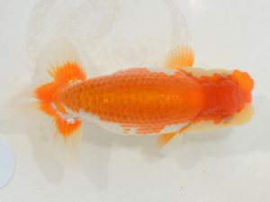 埼玉らんちう会　研究会　取締二　水澤文彦