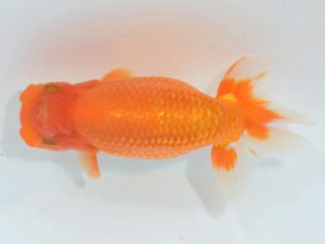 埼玉らんちう会 研究会 東関脇　鈴木一男