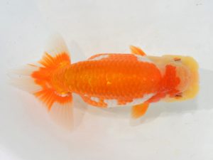 埼玉らんちう会 研究会 西関脇　山中静郎