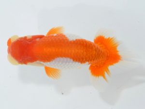 埼玉らんちう会 研究会 東小結　本山隆史