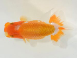 埼玉らんちう会 研究会 西小結　直井重男