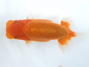 湘南らんちゅう会　研究会　2位　竹之内博幸