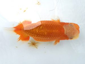 湘南らんちゅう会　研究会　3位　熊澤　誠