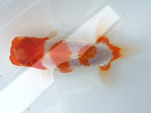 湘南らんちゅう会　研究会　4位　熊澤　誠