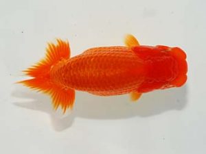 駿河らんちゅう会品評大会 東勧進元 曽根 修 島田 駿河らんちゅう会品評大会 東勧進元 曽根 修 島田