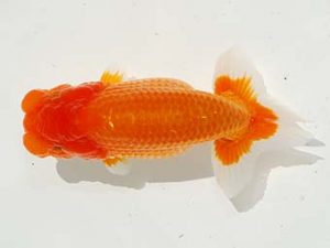 駿河らんちゅう会品評大会 西勧進元 田島 貢 函南 駿河らんちゅう会品評大会 西勧進元 田島 貢 函南