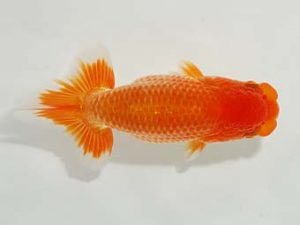 駿河らんちゅう会品評大会 行司一 加藤義行 伊豆ノ国 駿河らんちゅう会品評大会 行司一 加藤義行 伊豆ノ国