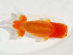 駿河らんちゅう会品評大会 行司二 五十嵐達弥 伊豆ノ国 駿河らんちゅう会品評大会 行司二 五十嵐達弥 伊豆ノ国