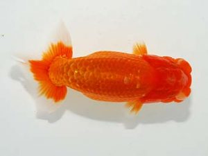 駿河らんちゅう会品評大会 行司三 加藤浩一郎 沼津 駿河らんちゅう会品評大会 行司三 加藤浩一郎 沼津