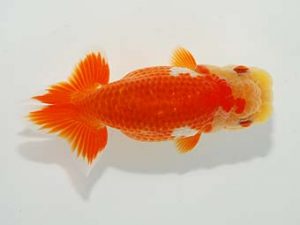 駿河らんちゅう会品評大会 東脇行司 加藤義行 伊豆ノ国 駿河らんちゅう会品評大会 東脇行司 加藤義行 伊豆ノ国