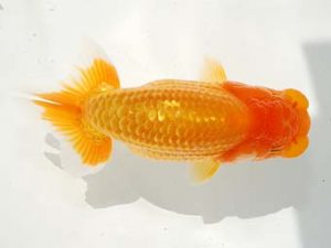 駿河らんちゅう会品評大会 西脇行司 山本裕己 函南 駿河らんちゅう会品評大会 西脇行司 山本裕己 函南