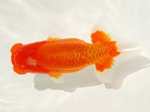 駿河らんちゅう会品評大会 西大関 吉村友良 富士 駿河らんちゅう会品評大会 西大関 吉村友良 富士