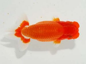 駿河らんちゅう会品評大会 立行司 田田島 貢 函南 駿河らんちゅう会品評大会 立行司 田島 貢 函南