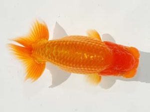 駿河らんちゅう会品評大会 西取締 御手洗逸夫 三島 駿河らんちゅう会品評大会 西取締 御手洗逸夫 三島