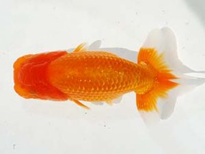 駿河らんちゅう会品評大会 西関脇 影山 繁 沼津 駿河らんちゅう会品評大会 西関脇 影山 繁 沼津