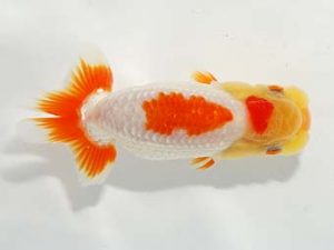 駿河らんちゅう会品評大会 東小結 林 達夫 一宮 駿河らんちゅう会品評大会 東小結 林 達夫 一宮