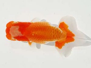 駿河らんちゅう会品評大会 西小結 五十嵐達弥 伊豆ノ国 駿河らんちゅう会品評大会 西小結 五十嵐達弥 伊豆ノ国