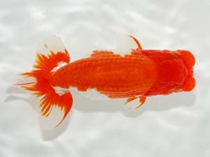 駿河らんちゅう会品評大会 東大関 加藤義行 伊豆ノ国 駿河らんちゅう会品評大会 東大関 加藤義行 伊豆ノ国