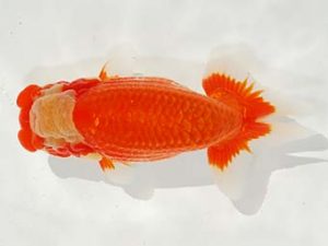 駿河らんちゅう会品評大会 西大関 松本芳夫 静岡 駿河らんちゅう会品評大会 西大関 松本芳夫 静岡