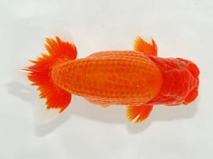 駿河らんちゅう会品評大会 立行司 松本芳夫 静岡 駿河らんちゅう会品評大会 立行司 松本芳夫 静岡