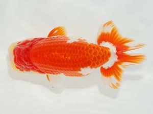 駿河らんちゅう会品評大会 東取締 松田力三 浜松 駿河らんちゅう会品評大会 東取締 松田力三 浜松