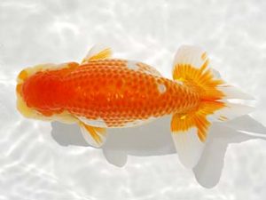 駿河らんちゅう会品評大会 西取締 山田裕良 沼津 駿河らんちゅう会品評大会 西取締 山田裕良 沼津