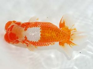 駿河らんちゅう会品評大会 東大関 杉本敦彦 富士 駿河らんちゅう会品評大会 東大関 杉本敦彦 富士