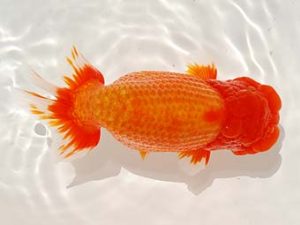 駿河らんちゅう会品評大会 西大関 吉村友良 富士 駿河らんちゅう会品評大会 西大関 吉村友良 富士