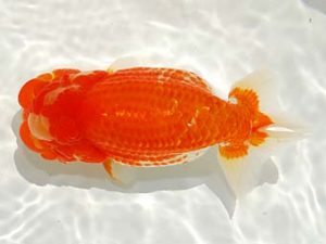 駿河らんちゅう会品評大会 立行司 青木和久 清水 駿河らんちゅう会品評大会 立行司 青木和久 清水