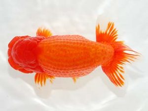 駿河らんちゅう会品評大会 東取締 山田裕良 沼津 駿河らんちゅう会品評大会 東取締 山田裕良 沼津