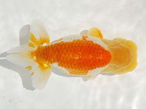 駿河らんちゅう会品評大会 西取締 山田裕良 沼津 駿河らんちゅう会品評大会 西取締 山田裕良 沼津