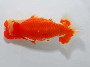 東部本部大会 東大関 荻谷冨士夫 常陸 東部本部大会 東大関 荻谷冨士夫 常陸