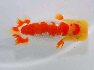 東部本部大会 勧進元一 加藤貞信 横浜観魚 東部本部大会 勧進元一 加藤貞信 横浜観魚