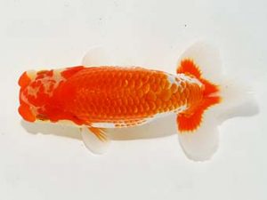 東部本部大会 勧進元二 丸山克昌 好鱗会 東部本部大会 勧進元二 丸山克昌 好鱗会