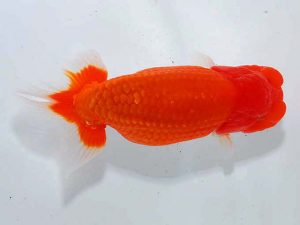 東部本部大会 行司一 稲村俊明 楽友 東部本部大会 行司一 稲村俊明 楽友