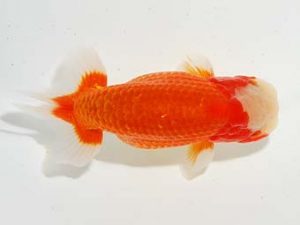 東部本部大会 行司二 目黒康弘 横浜観魚 東部本部大会 行司二 目黒康弘 横浜観魚