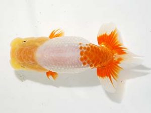 東部本部大会 脇行司一 野島隆一 房総 東部本部大会 脇行司一 野島隆一 房総