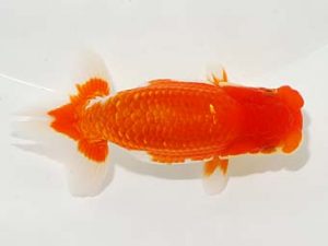 東部本部大会 西大関 稲村俊明 楽友 東部本部大会 西大関 稲村俊明 楽友